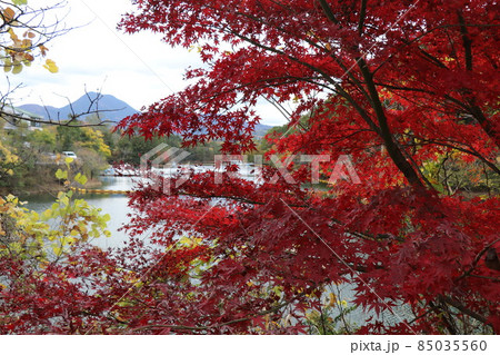 秋の通谷池 85035560