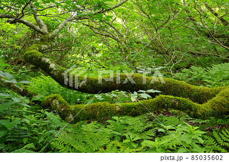 鬱蒼とした森 鬱蒼とした森 85035602
