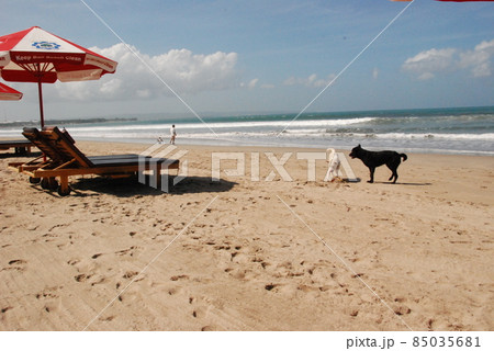 浜辺で仲の良さそうな黒犬と白犬（クタ･ビーチ／バリ島 インドネシア） 85035681