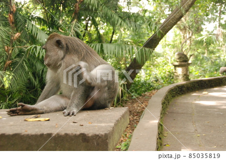 オナガザル（モンキーフォレスト･ウブド／バリ島･インドネシア） 85035819