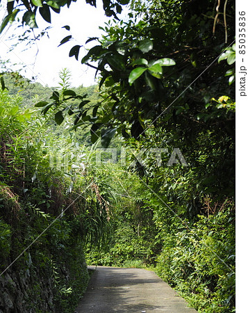 森の中の舗装された道 85035836