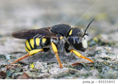 Lateral closeup of the white faced male of the Black-tailed Small-Woolcarder bee, Pseudoanthidium melanurum in Gard, France Lateral closeup of the white faced male of the Black-tailed Small-Woolcarder bee, Pseudoanthidium melanurum in Gard, France 85035843