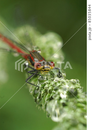 Vertical closeup of a large red damselfly, Phyrrosoma nymphula, sitting on grass with dew waterdrops Vertical closeup of a large red damselfly, Phyrrosoma nymphula, sitting on grass with dew waterdrops 85035844