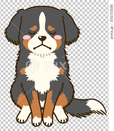 沮喪的伯恩山犬 85035886