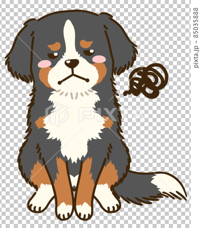 Dissatisfied Bernese Mountain Dog 85035888