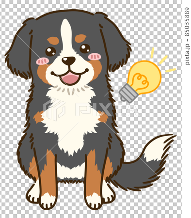 Bernese Mountain Dog comes up 85035889