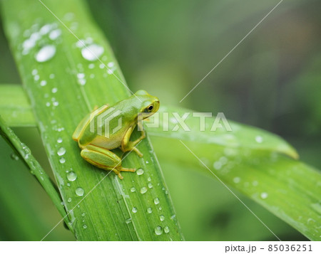 陸に上がって初めての梅雨を味わう尻尾のまだ残る可愛いアマガエル 85036251