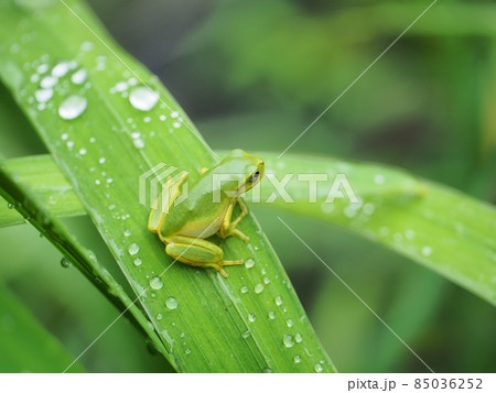 陸に上がって初めての梅雨を味わう尻尾のまだ残る可愛いアマガエル 85036252