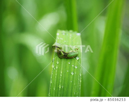 陸に上がって初めての梅雨を味わう尻尾のまだ残る可愛いアマガエル 陸に上がって初めての梅雨を味わう尻尾のまだ残る可愛いアマガエル 85036253