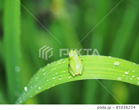 陸に上がって初めての梅雨を味わう尻尾のまだ残る可愛いアマガエル 陸に上がって初めての梅雨を味わう尻尾のまだ残る可愛いアマガエル 85036254