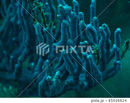 ソフトコーラル 85036624