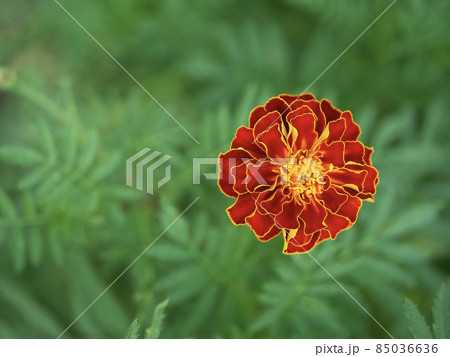One large marigold flower, close-up shot, top view. One large marigold flower, close-up shot, top view. 85036636