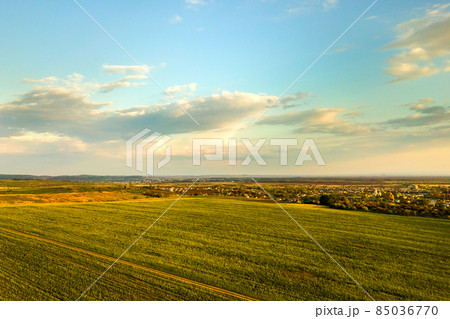 Aerial view of bright green agricultural farm field with growing rapeseed plants at sunset. Aerial view of bright green agricultural farm field with growing rapeseed plants at sunset. 85036770