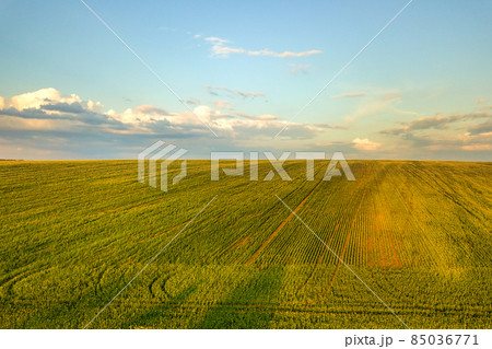 Aerial view of bright green agricultural farm field with growing rapeseed plants at sunset. 85036771