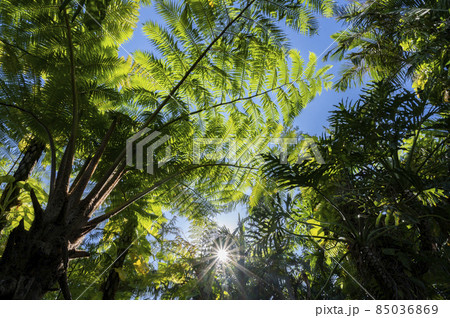 沖縄のヘゴの木 85036869