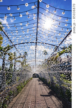 沖縄　東南植物楽園 85036870