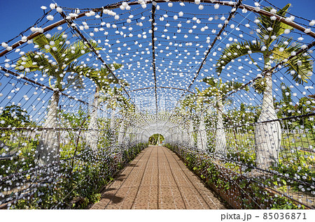 沖縄 東南植物楽園 沖縄 東南植物楽園 85036871