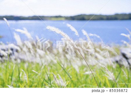 沖縄 風に揺れるチガヤ 沖縄 風に揺れるチガヤ 85036872