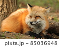 頭に落ち葉が乗っているキツネ 85036948