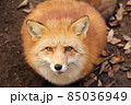 じっとこちらを見るキツネ 85036949