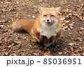 にっこりと笑顔でこちらを見るキツネ 85036951