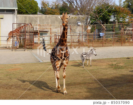 アミメキリン夫婦とシマウマ 85037090