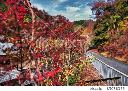 天見南天の道 天見南天の道 85038326