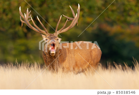 Red deer stag calling during rutting season in autumn Red deer stag calling during rutting season in autumn 85038546