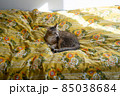 ベッドでひなたぼっこするキジトラ白の猫 85038684