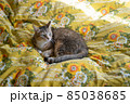 ベッドでひなたぼっこするキジトラ白の猫 85038685