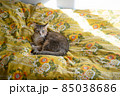 ベッドでひなたぼっこするキジトラ白の猫 85038686