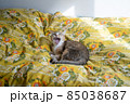 ベッドでひなたぼっこしてあくびするキジトラ白の猫 85038687
