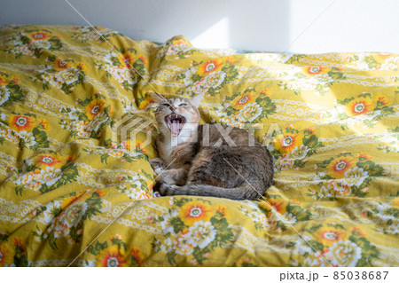 ベッドでひなたぼっこしてあくびするキジトラ白の猫 ベッドでひなたぼっこしてあくびするキジトラ白の猫 85038687