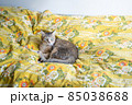 ベッドでひなたぼっこするキジトラ白の猫 85038688