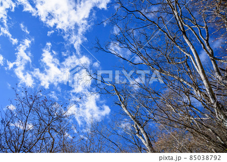 冬の枯れた木々と快晴の空 冬の枯れた木々と快晴の空 85038792