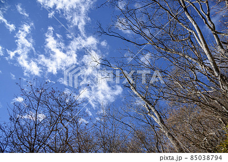 冬の枯れた木々と快晴の空 冬の枯れた木々と快晴の空 85038794