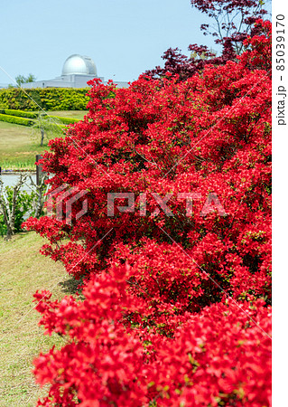 のとキリシマツツジノの真紅の花が咲くやなぎだ植物公園 85039170
