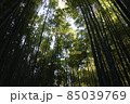 竹林 85039769