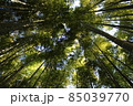 下から見上げた竹林 85039770