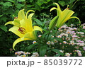 庭に咲く黄色いユリの花 85039772