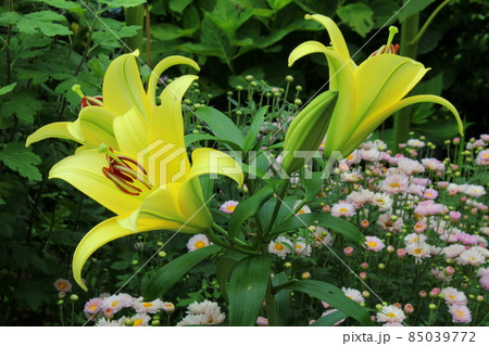 庭に咲く黄色いユリの花 85039772