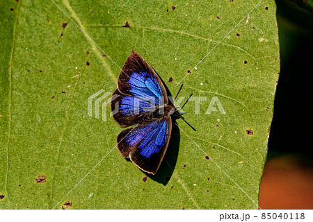 金属光沢の蝶 85040118