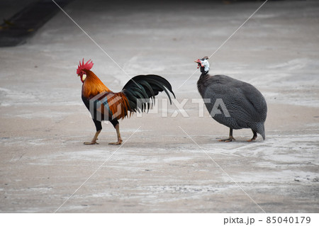 野放しのニワトリとホロホロ鳥 85040179
