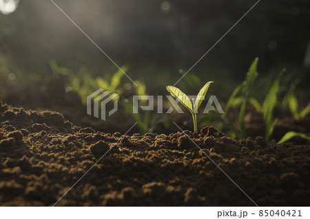 Growing plant,Young plant in the morning light on ground background, New life concept.Small plants on the ground in spring.fresh,seed,Photo fresh and Agriculture concept idea. Growing plant,Young plant in the morning light on ground background, New life concept.Small plants on the ground in spring.fresh,seed,Photo fresh and Agriculture concept idea. 85040421
