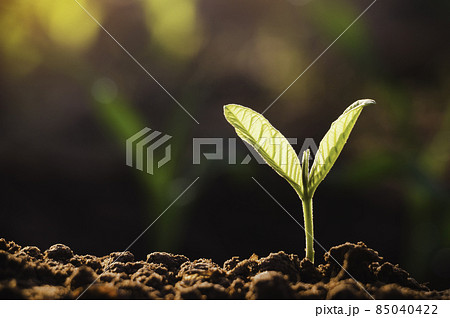Growing plant,Young plant in the morning light on ground background, New life concept.Small plants on the ground in spring.fresh,seed,Photo fresh and Agriculture concept idea. Growing plant,Young plant in the morning light on ground background, New life concept.Small plants on the ground in spring.fresh,seed,Photo fresh and Agriculture concept idea. 85040422