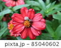 雨あがりに咲くジニア（ヒャクニチソウ：百日草）の花とかたつむり 85040602