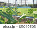横浜市瀬谷本郷公園野球場と暑さでお辞儀をしているひまわり 85040603