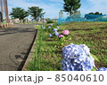 横浜市瀬谷本郷公園の花壇に咲く紫陽花 85040610