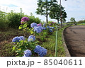 横浜市瀬谷本郷公園の花壇に咲く紫陽花 85040611