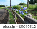 横浜市瀬谷本郷公園の花壇に咲く紫陽花 85040612